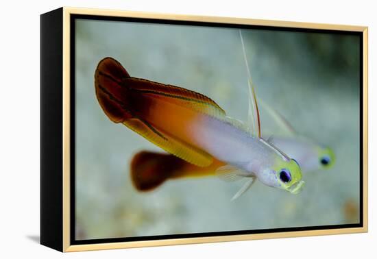 South Pacific, Solomon Islands. Close-up of fire dartfish.-Jaynes Gallery-Framed Premier Image Canvas
