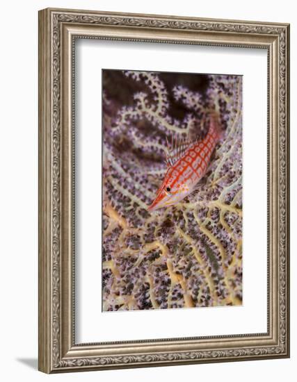 South Pacific, Solomon Islands. Close-up of longnose hawkfish.-Jaynes Gallery-Framed Photographic Print