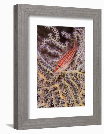 South Pacific, Solomon Islands. Close-up of longnose hawkfish.-Jaynes Gallery-Framed Photographic Print