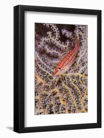 South Pacific, Solomon Islands. Close-up of longnose hawkfish.-Jaynes Gallery-Framed Photographic Print