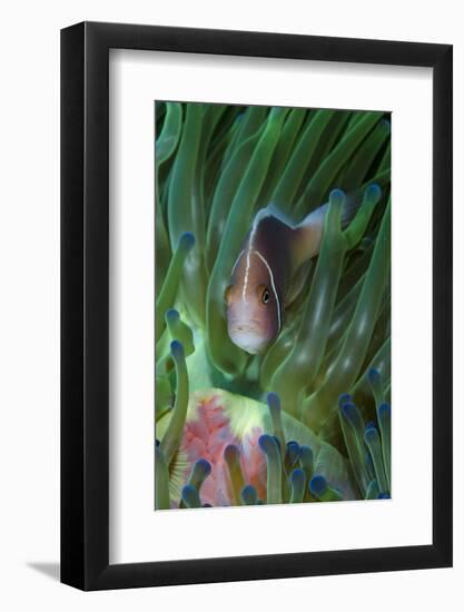 South Pacific, Solomon Islands. Close-up of pink anemonefish in tentacles.-Jaynes Gallery-Framed Photographic Print