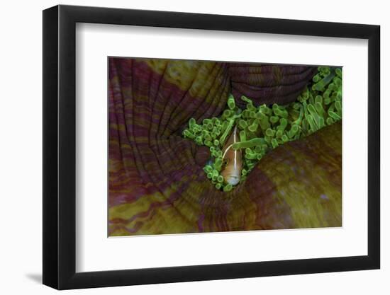 South Pacific, Solomon Islands. Close-up of pink anemonefish.-Jaynes Gallery-Framed Photographic Print