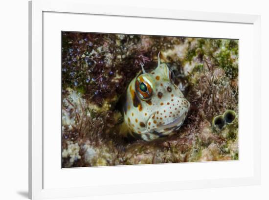 South Pacific, Solomon Islands. Redspotted blenny fish amid coral.-Jaynes Gallery-Framed Premium Photographic Print