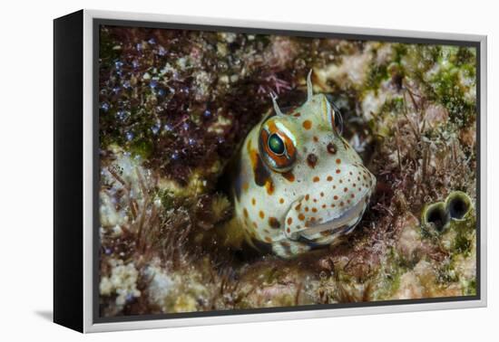 South Pacific, Solomon Islands. Redspotted blenny fish amid coral.-Jaynes Gallery-Framed Premier Image Canvas