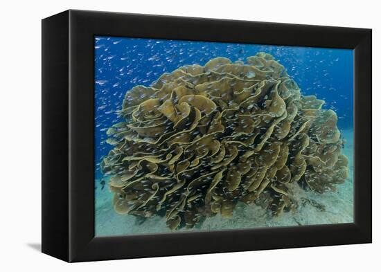 South Pacific, Solomon Islands. Schooling baitfish and coral.-Jaynes Gallery-Framed Premier Image Canvas