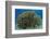 South Pacific, Solomon Islands. Schooling baitfish and coral.-Jaynes Gallery-Framed Photographic Print