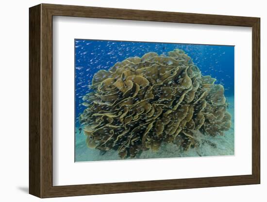South Pacific, Solomon Islands. Schooling baitfish and coral.-Jaynes Gallery-Framed Photographic Print