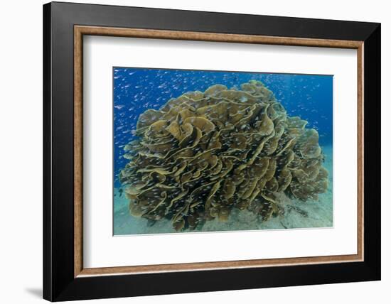 South Pacific, Solomon Islands. Schooling baitfish and coral.-Jaynes Gallery-Framed Photographic Print