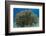 South Pacific, Solomon Islands. Schooling baitfish and coral.-Jaynes Gallery-Framed Photographic Print