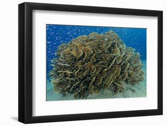 South Pacific, Solomon Islands. Schooling baitfish and coral.-Jaynes Gallery-Framed Photographic Print