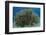 South Pacific, Solomon Islands. Schooling baitfish and coral.-Jaynes Gallery-Framed Photographic Print