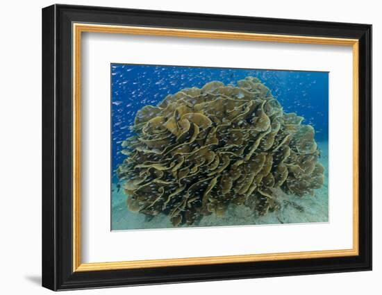 South Pacific, Solomon Islands. Schooling baitfish and coral.-Jaynes Gallery-Framed Photographic Print