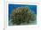 South Pacific, Solomon Islands. Schooling baitfish and coral.-Jaynes Gallery-Framed Premium Photographic Print