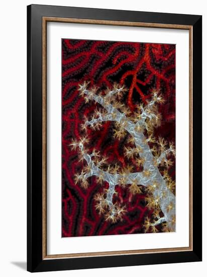 South Pacific, Solomon Islands. Sea fan and soft coral.-Jaynes Gallery-Framed Photographic Print