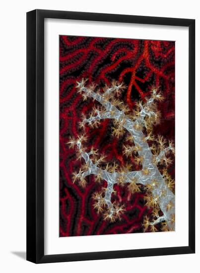 South Pacific, Solomon Islands. Sea fan and soft coral.-Jaynes Gallery-Framed Photographic Print