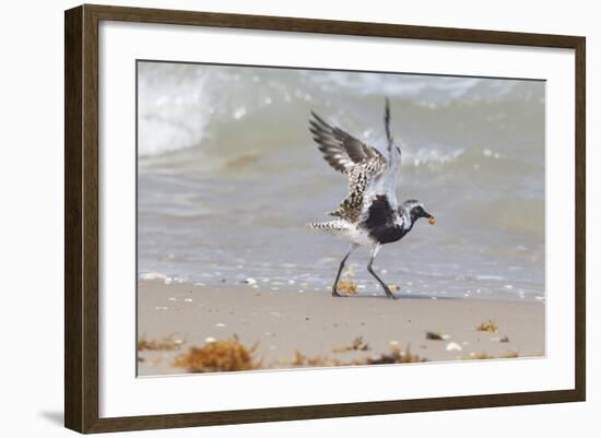 South Padre Island, Texas. Black Bellied Plover with Meal-Larry Ditto-Framed Photographic Print