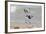 South Padre Island, Texas. Black Bellied Plover with Meal-Larry Ditto-Framed Photographic Print