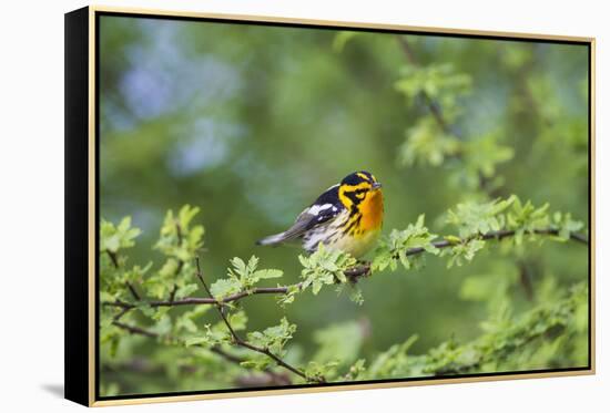 South Padre Island, Texas. Blackburnian Warbler Feeding-Larry Ditto-Framed Premier Image Canvas