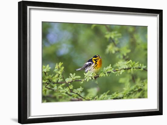 South Padre Island, Texas. Blackburnian Warbler Feeding-Larry Ditto-Framed Photographic Print