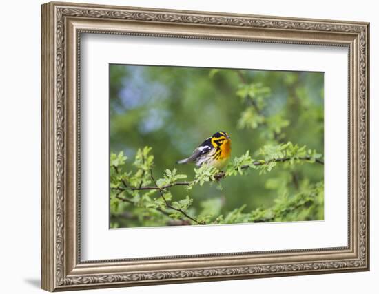 South Padre Island, Texas. Blackburnian Warbler Feeding-Larry Ditto-Framed Photographic Print