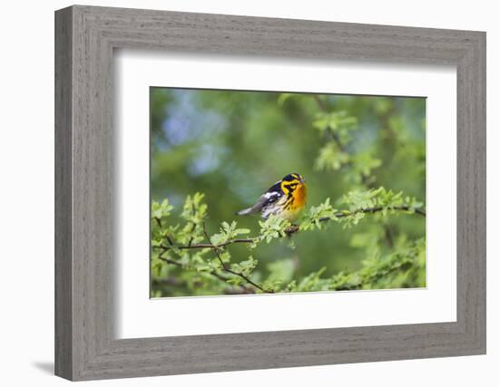 South Padre Island, Texas. Blackburnian Warbler Feeding-Larry Ditto-Framed Photographic Print