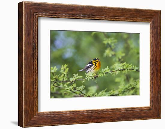 South Padre Island, Texas. Blackburnian Warbler Feeding-Larry Ditto-Framed Photographic Print