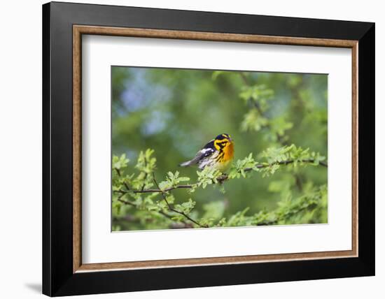 South Padre Island, Texas. Blackburnian Warbler Feeding-Larry Ditto-Framed Photographic Print