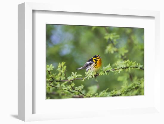 South Padre Island, Texas. Blackburnian Warbler Feeding-Larry Ditto-Framed Photographic Print