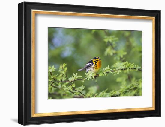 South Padre Island, Texas. Blackburnian Warbler Feeding-Larry Ditto-Framed Photographic Print