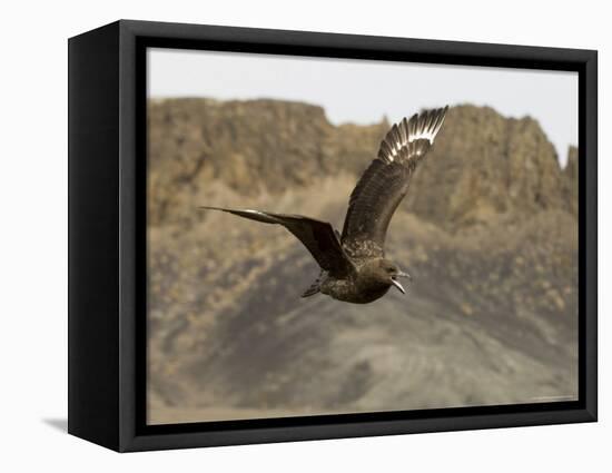 South Polar Skua (Stercorarius Maccormicki), Telephone Bay, Deception Island, Antarctica-Sergio Pitamitz-Framed Premier Image Canvas