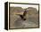 South Polar Skua (Stercorarius Maccormicki), Telephone Bay, Deception Island, Antarctica-Sergio Pitamitz-Framed Premier Image Canvas
