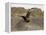 South Polar Skua (Stercorarius Maccormicki), Telephone Bay, Deception Island, Antarctica-Sergio Pitamitz-Framed Premier Image Canvas