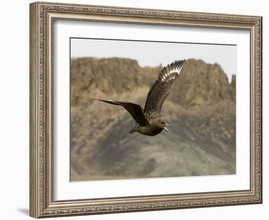 South Polar Skua (Stercorarius Maccormicki), Telephone Bay, Deception Island, Antarctica-Sergio Pitamitz-Framed Photographic Print