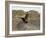 South Polar Skua (Stercorarius Maccormicki), Telephone Bay, Deception Island, Antarctica-Sergio Pitamitz-Framed Photographic Print