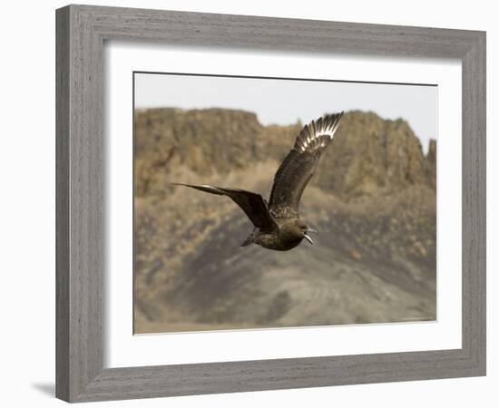 South Polar Skua (Stercorarius Maccormicki), Telephone Bay, Deception Island, Antarctica-Sergio Pitamitz-Framed Photographic Print