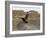 South Polar Skua (Stercorarius Maccormicki), Telephone Bay, Deception Island, Antarctica-Sergio Pitamitz-Framed Photographic Print