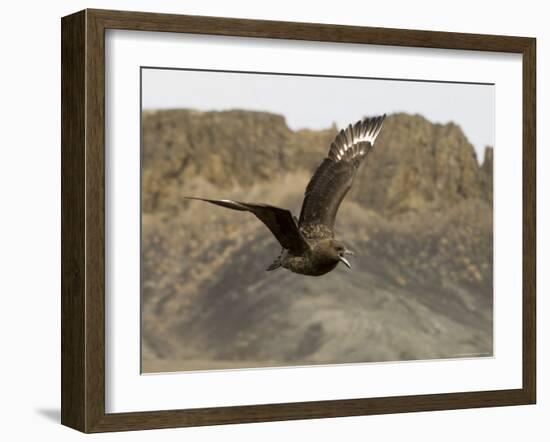 South Polar Skua (Stercorarius Maccormicki), Telephone Bay, Deception Island, Antarctica-Sergio Pitamitz-Framed Photographic Print