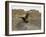 South Polar Skua (Stercorarius Maccormicki), Telephone Bay, Deception Island, Antarctica-Sergio Pitamitz-Framed Photographic Print