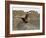 South Polar Skua (Stercorarius Maccormicki), Telephone Bay, Deception Island, Antarctica-Sergio Pitamitz-Framed Photographic Print