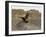 South Polar Skua (Stercorarius Maccormicki), Telephone Bay, Deception Island, Antarctica-Sergio Pitamitz-Framed Photographic Print