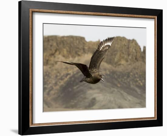 South Polar Skua (Stercorarius Maccormicki), Telephone Bay, Deception Island, Antarctica-Sergio Pitamitz-Framed Photographic Print