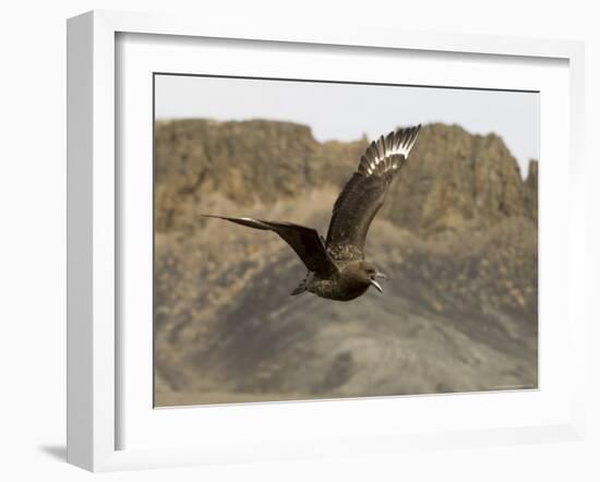 South Polar Skua (Stercorarius Maccormicki), Telephone Bay, Deception Island, Antarctica-Sergio Pitamitz-Framed Photographic Print