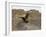 South Polar Skua (Stercorarius Maccormicki), Telephone Bay, Deception Island, Antarctica-Sergio Pitamitz-Framed Photographic Print