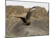 South Polar Skua (Stercorarius Maccormicki), Telephone Bay, Deception Island, Antarctica-Sergio Pitamitz-Mounted Photographic Print