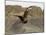 South Polar Skua (Stercorarius Maccormicki), Telephone Bay, Deception Island, Antarctica-Sergio Pitamitz-Mounted Photographic Print