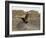 South Polar Skua (Stercorarius Maccormicki), Telephone Bay, Deception Island, Antarctica-Sergio Pitamitz-Framed Photographic Print