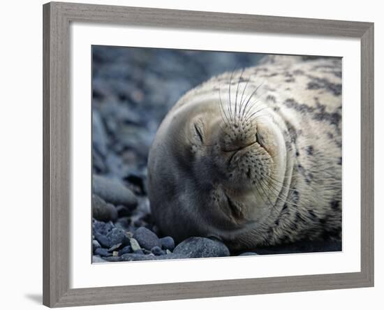 South Shetlands Islands, Half Moon Island, Weddell Seal, Antarctica-Allan White-Framed Photographic Print