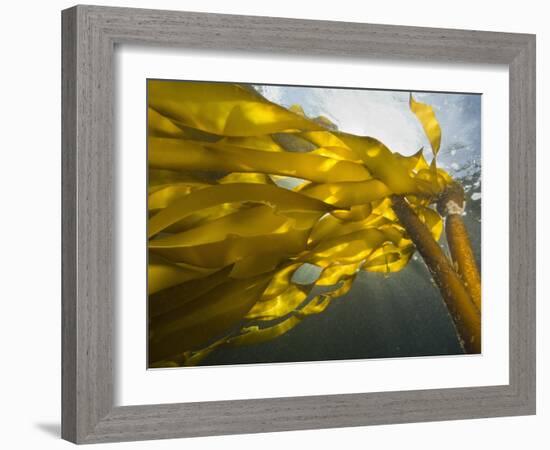 South Side of Ewing Island, San Juan Islands, Washington State, USA-Stuart Westmorland-Framed Photographic Print