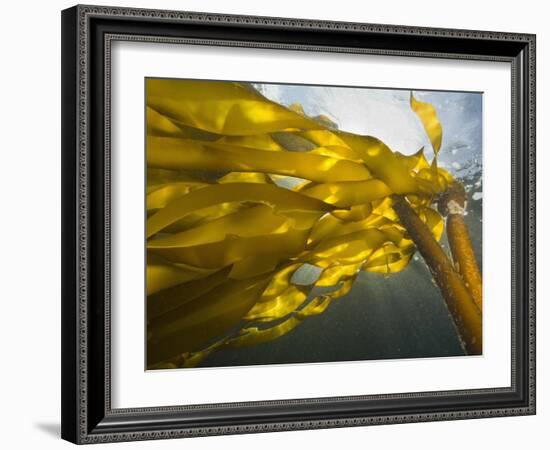 South Side of Ewing Island, San Juan Islands, Washington State, USA-Stuart Westmorland-Framed Photographic Print