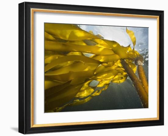 South Side of Ewing Island, San Juan Islands, Washington State, USA-Stuart Westmorland-Framed Photographic Print